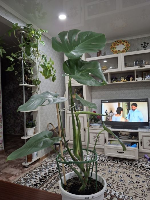 Продам  цветок монстера,цветок молодой,активно растет,для любителей !