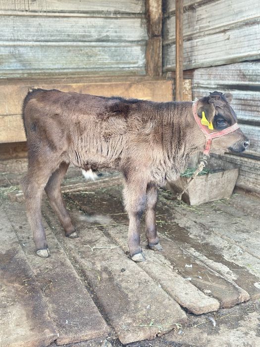 Продам телочку породы Алатау
