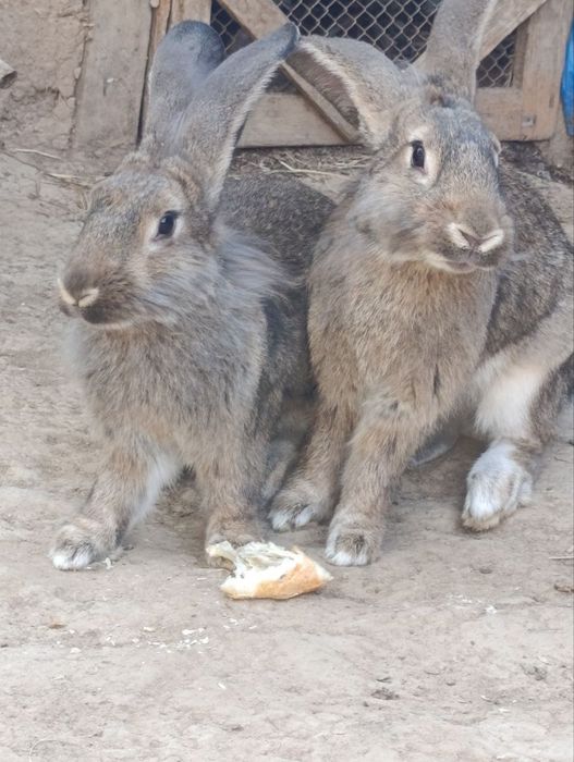 Velikan quyon sotiladi