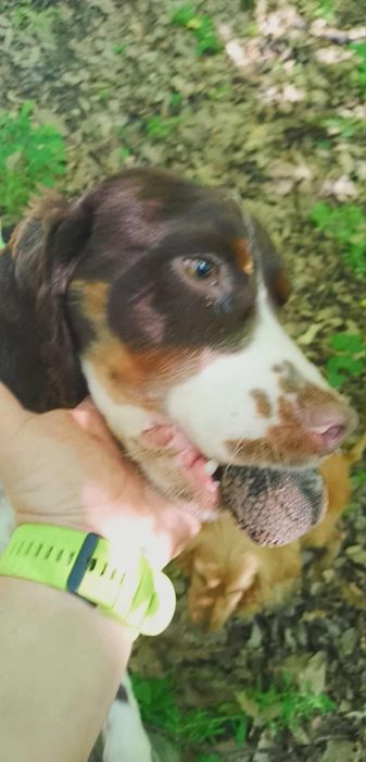 Мъжко и женско кученце Кокер-спрингер шпаньол