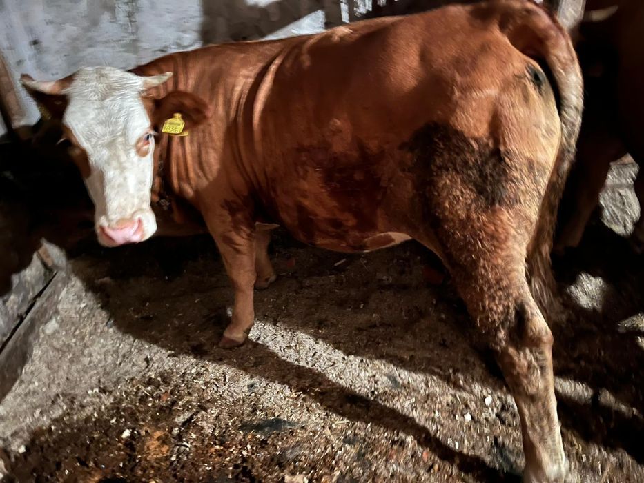 De vânzare Junincă