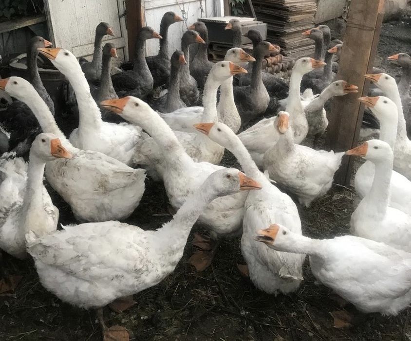 Внимание продаются гуси