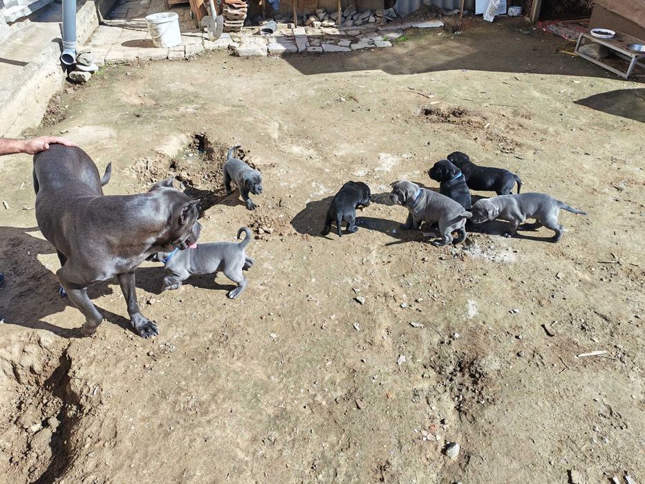 Кане Корсо кутрета cane corso