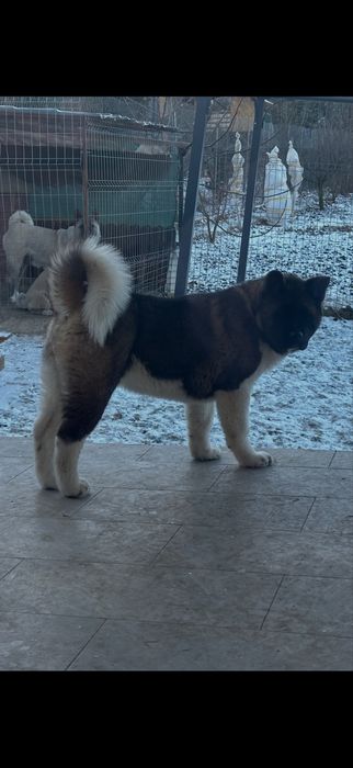 Akita American Femela Pedigree Tip A 2 ani