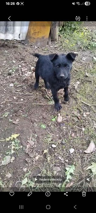 Donez cătelușă de oi, talie medie