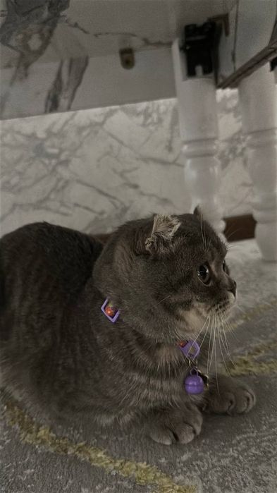 Скотиш фолд продам