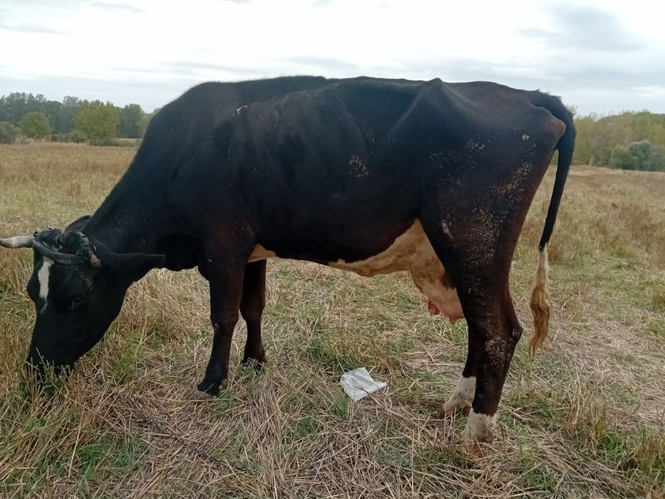 Vaca pentru abator