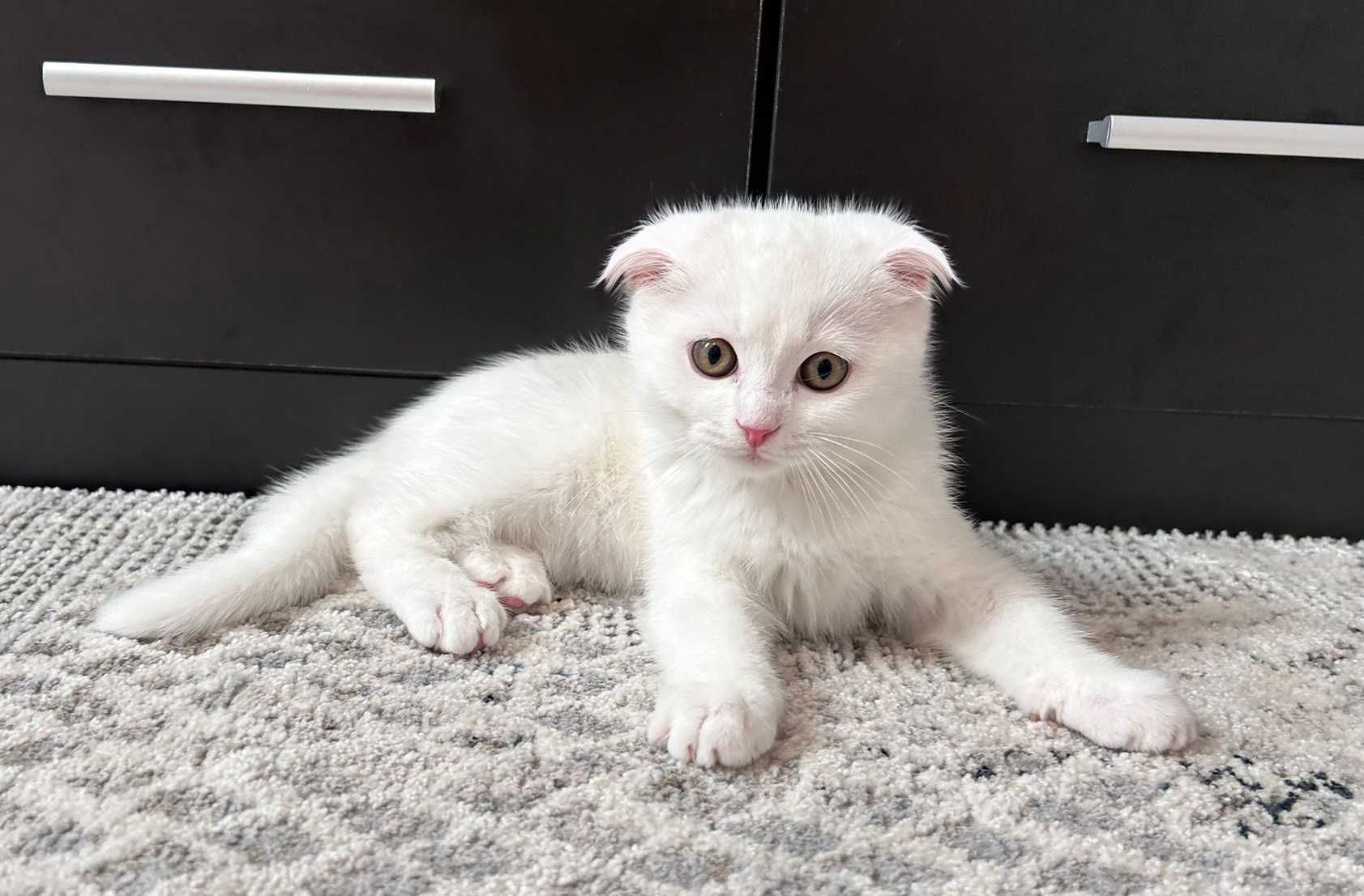 Scottish Fold cu acte Pedigree, motănel 2 luni