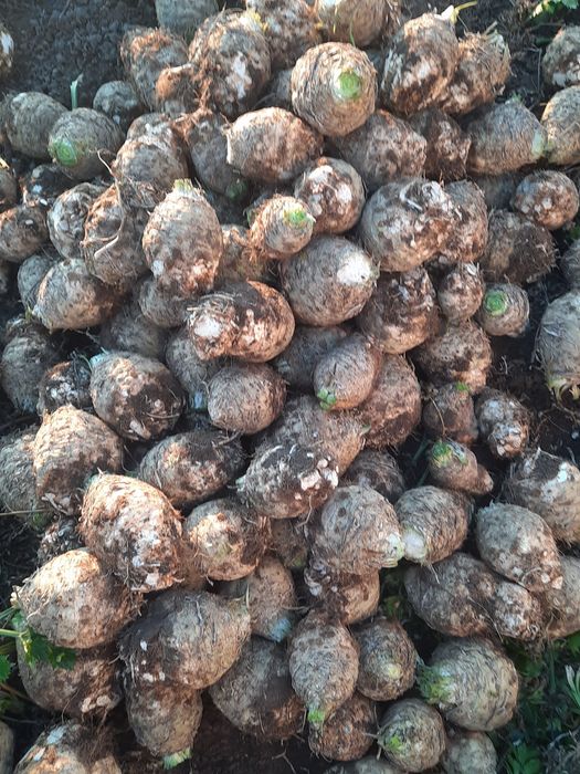 Pastarnac patrunjel morcov ceapa telina