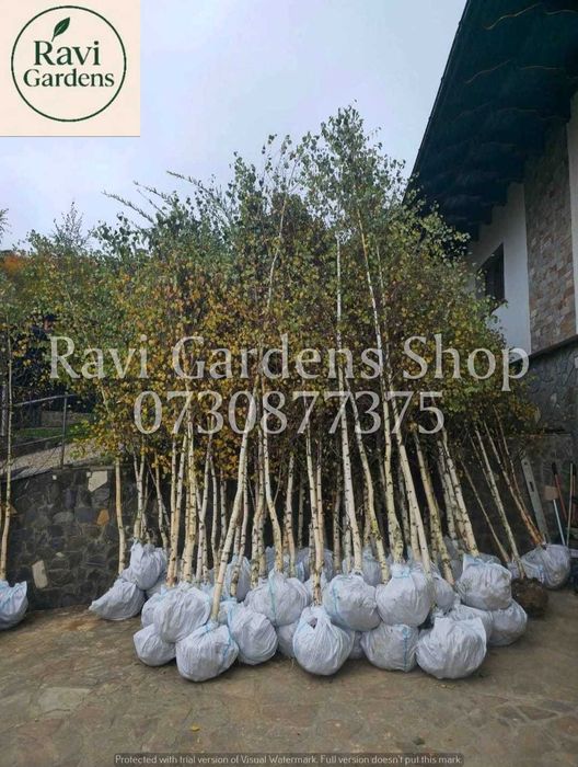 Arțar, Tei, Platan | Arbori de Umbrire | Poze Video Live