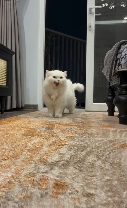 продается Турецкий Ангора кот