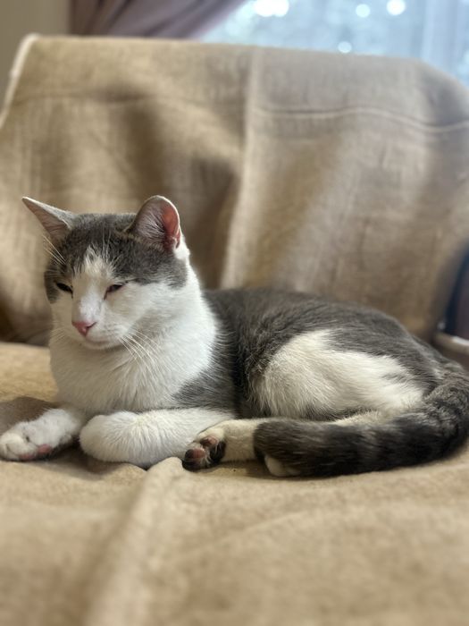 Кошка 1,5 года бесплатно