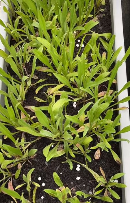 Seminte de albăstrea (Centaurea cyanus) 100pcs