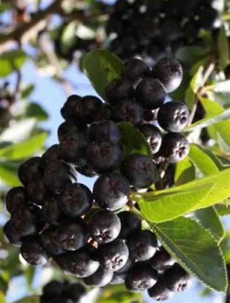 Vand suc, fructe aronia