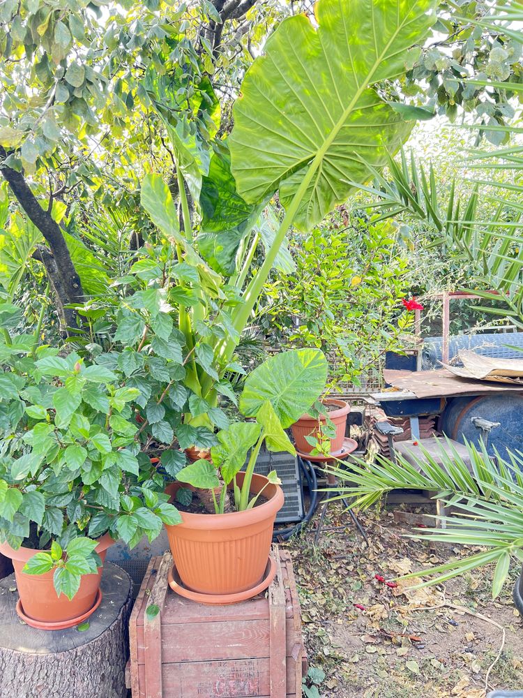 Colocasia, ureche de elefant, monstera