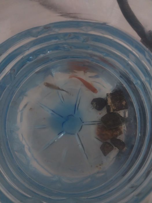 Здоровый, красивый рыба