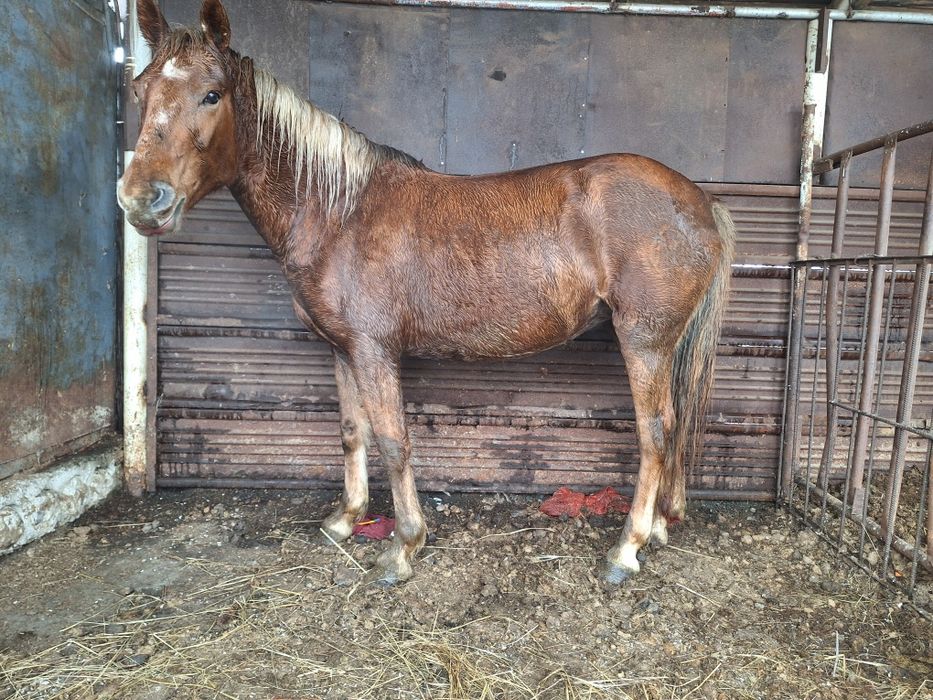 Продам кобылу 5 лет и Жеребеца 3 года