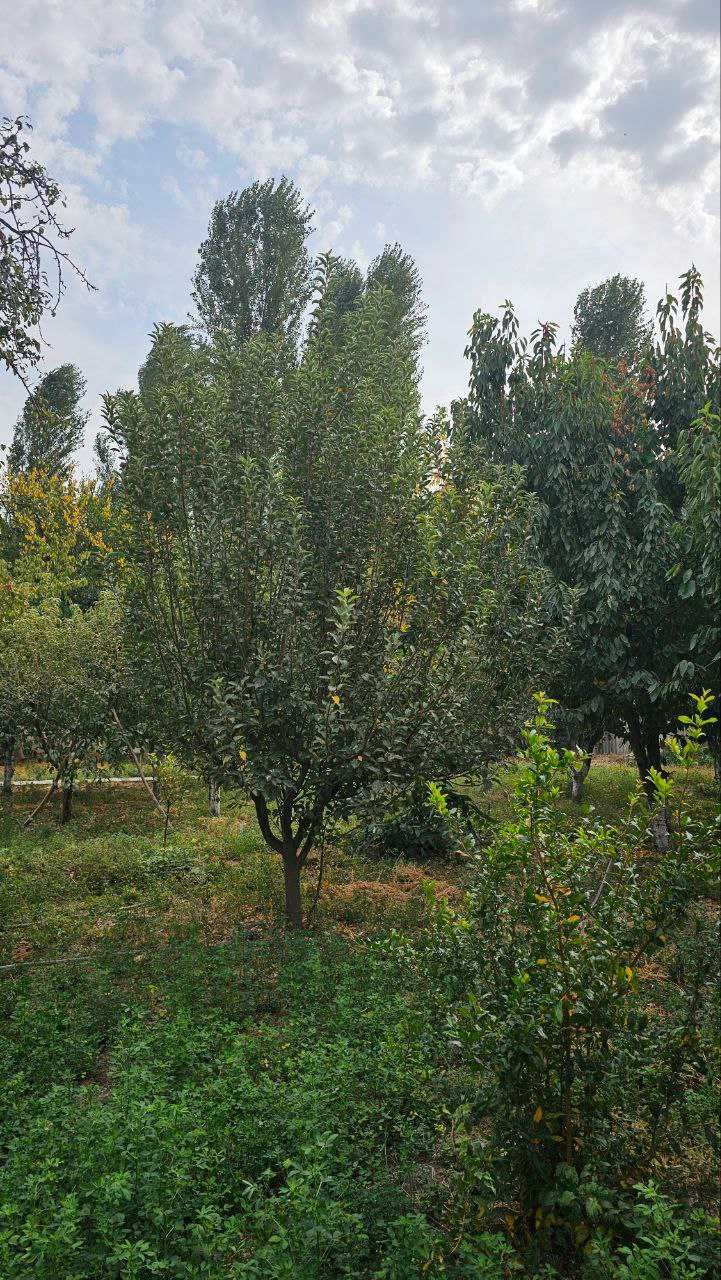 Дом 24 сот. в 3 км. от Рохата (за Ик-Ота, Новый Ташкентский р-н)