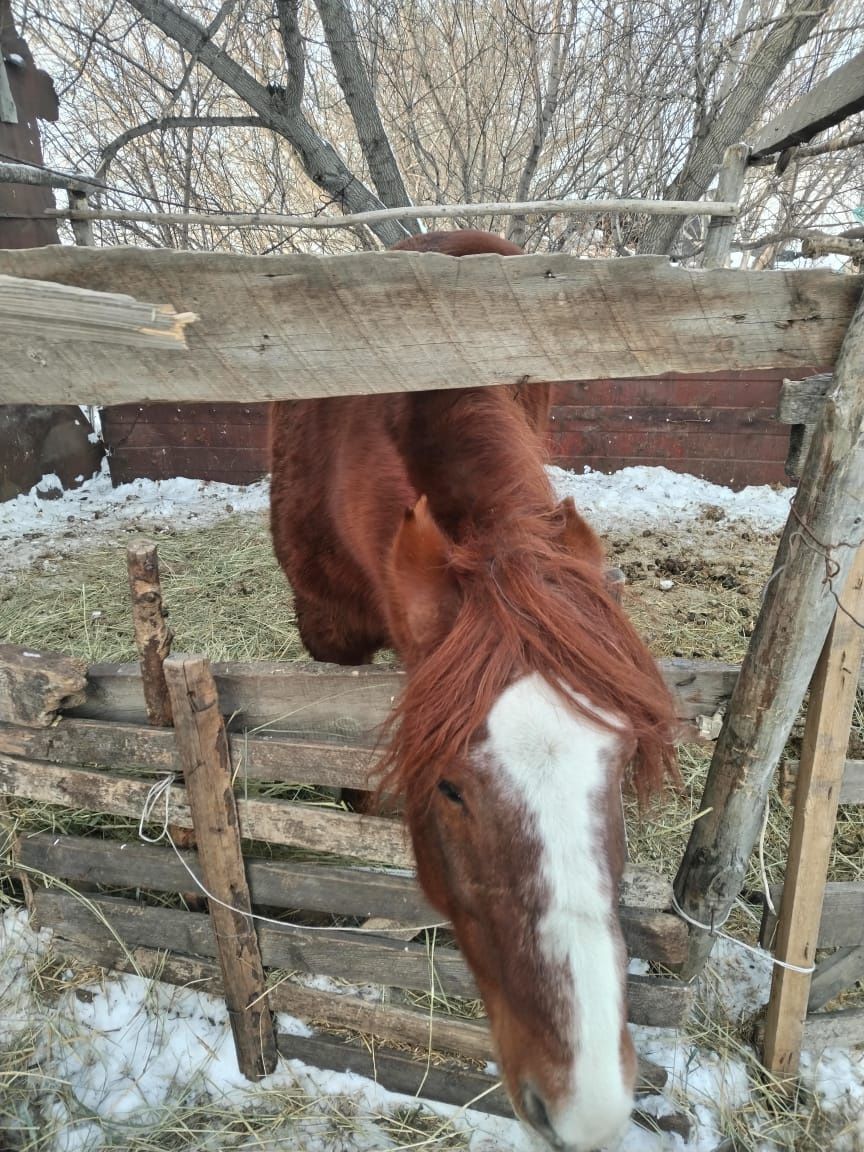 Продам мерина (лошадь),  в круг обученный. Спокойный,  обучен к арбе