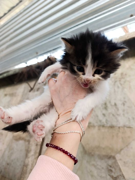 Котята в добрые и ответственные руки.