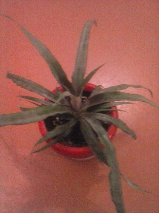 Ананас комнатный