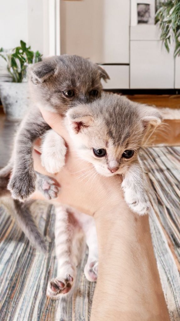 Scottish Fold mushuk bolalari sotiladi. Judayam toza 200% Garrantiya