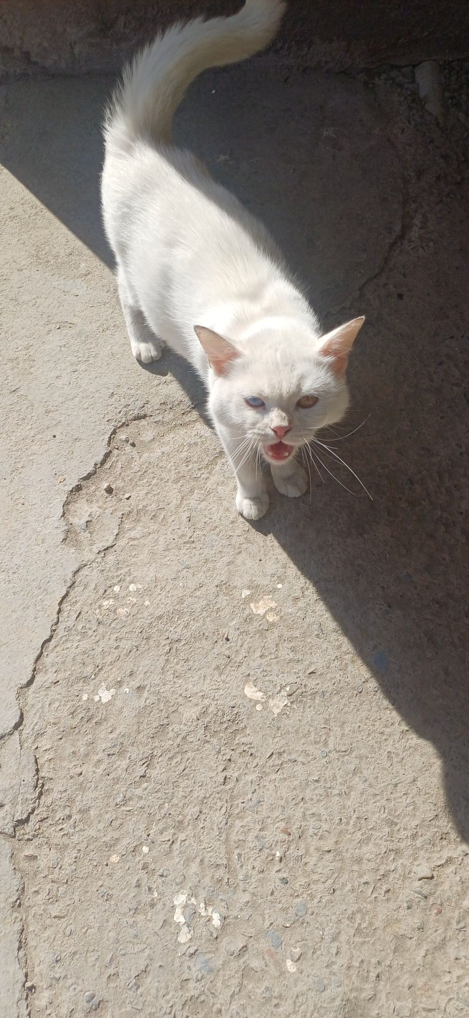 Turkiy Angora mushuklari oq rangli, ipaksimon yungli