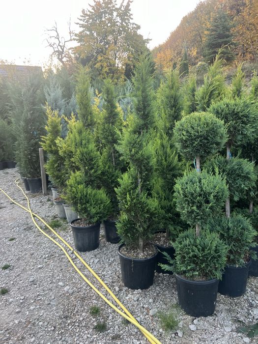 Plante ornametale naturale tuia