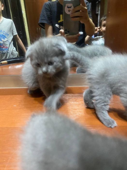 Котята 3 шт. Шотландская веслоухая кошка, котята. Правильная вязка. Об