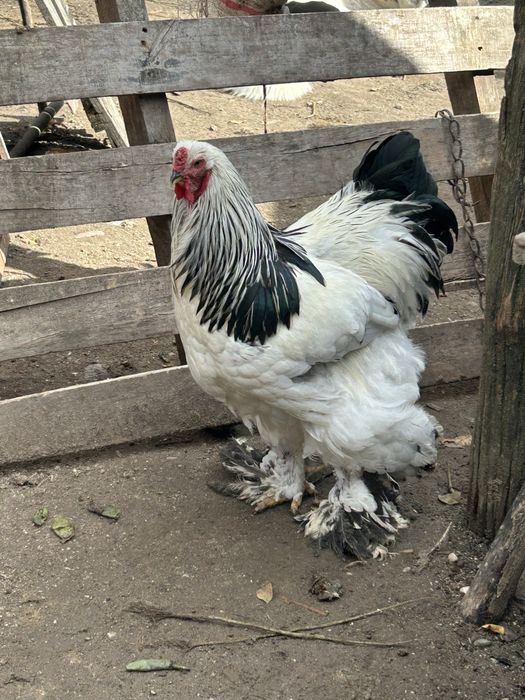 Familie brahma herminat deschis