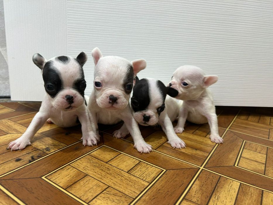 Французский бульдог