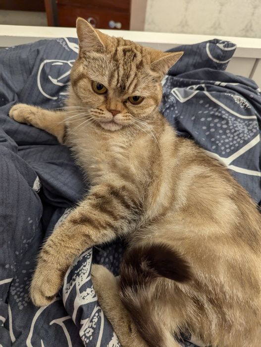 Британская кошка в добрые руки