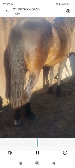 Обученная кобыла.