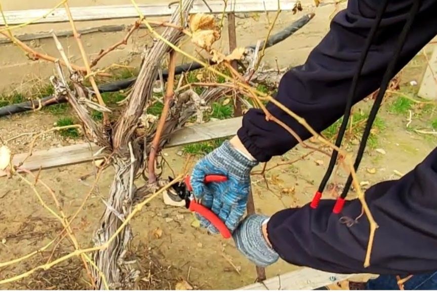 Жүзім қырқу /Жүзім қырқам