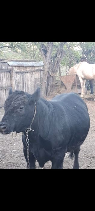 Se vinde taur angus pentru reproducere, sacrificare 500 kg