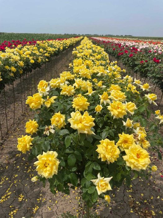 Plante ornamentale, trandafiri și pomi fructiferi – Prețuri accesibile