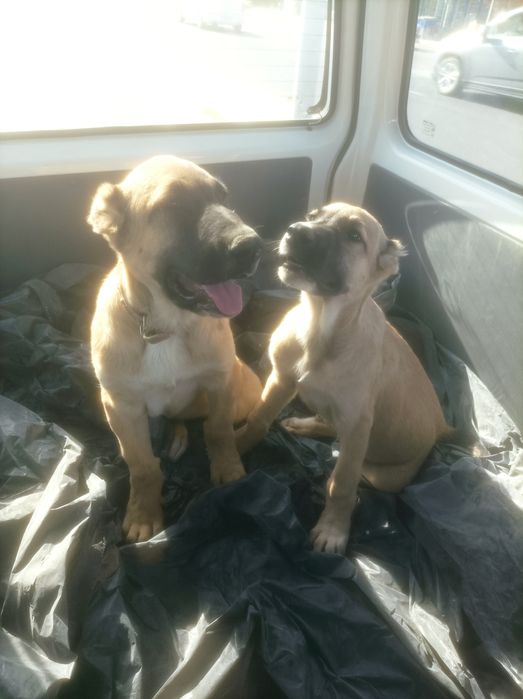 Kangal Zotli kuchula sotiladi qoni Toza