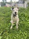 Donez Dog Argentinian