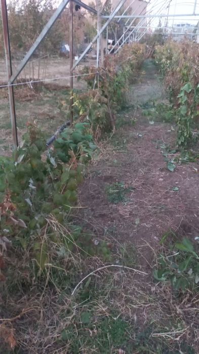 Малина кучати бор 300тача