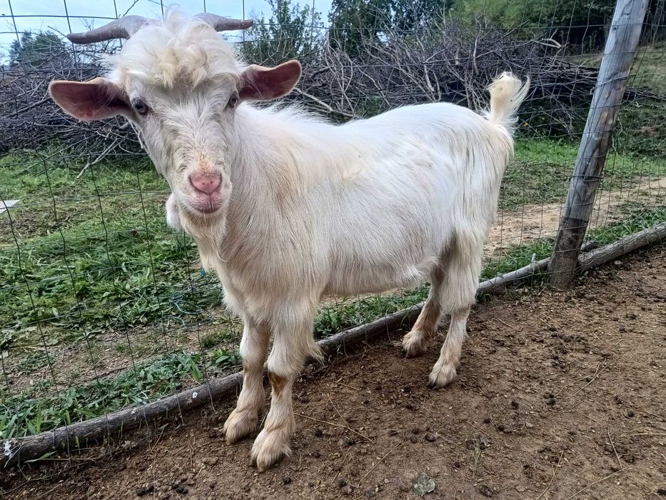 Țap alpin francez cu saneen