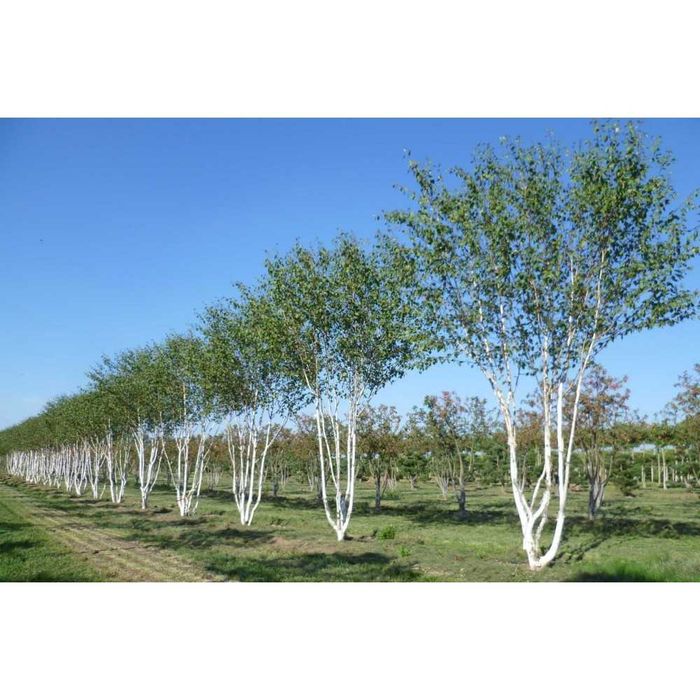 Саженцы, береза, повислая, липа, рябина, чубушник, боярышник, клён