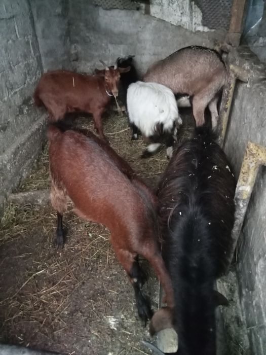 Vând sau schimb cu cereale porumb grâu