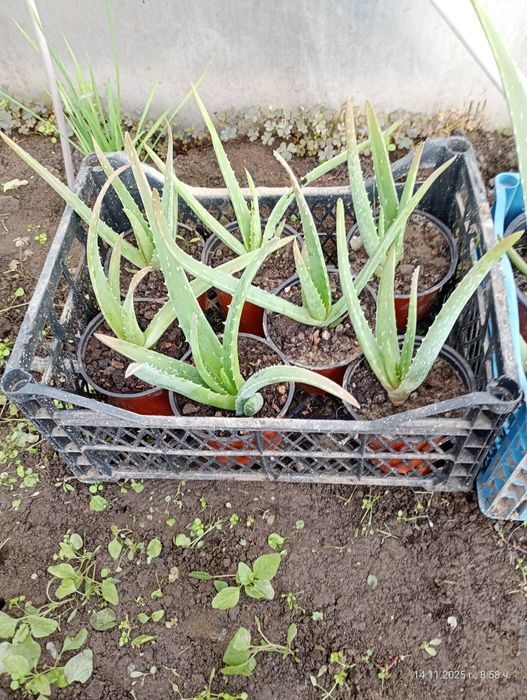 Лечебно алое вера