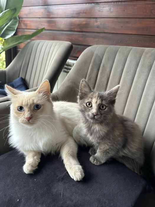 Pui pisica, Turkish blana lunga, gri-albastru, 4 luni