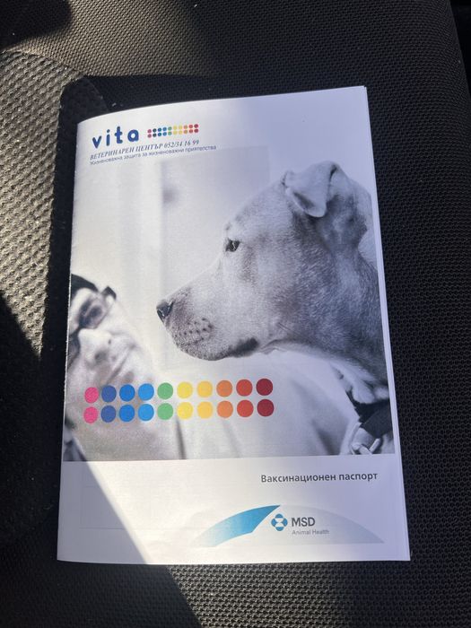 Кученце Лагото Романьоло/Хъски