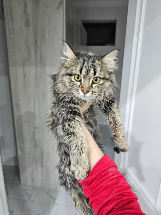 Кот 5 месяцев, пародистый но уличный