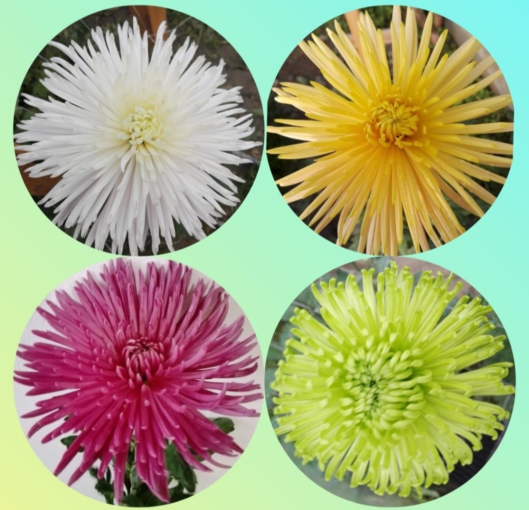 Butasi crizanteme FIDELUTA - Anastasia