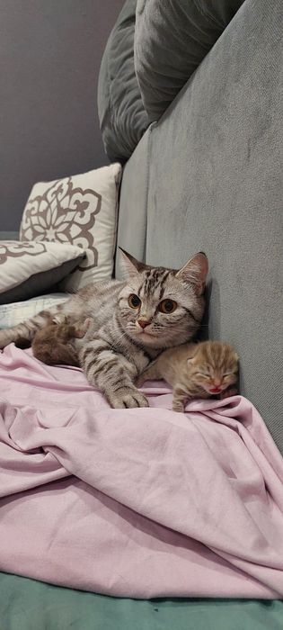 Продам котят скотиш страит