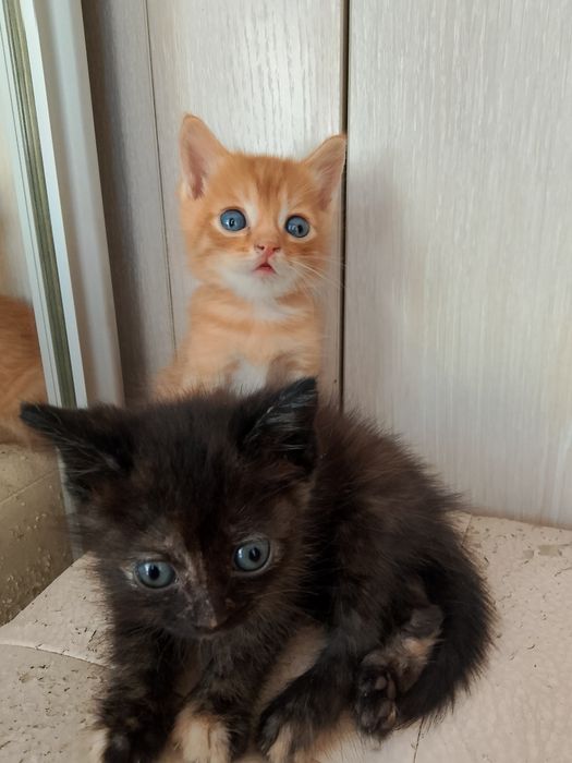 Отдам котят. Даром.