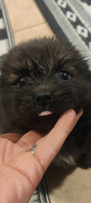 Donez cățel fetița și băiat, 2 luni